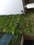 再度の写メ、蔦が育つ!(^^)v